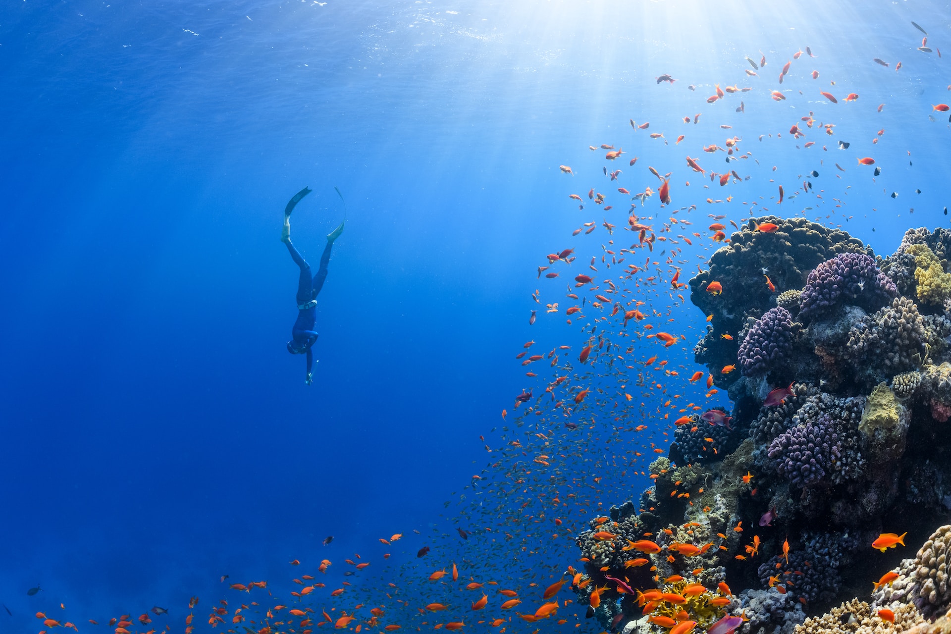 Picture of diver and corals
